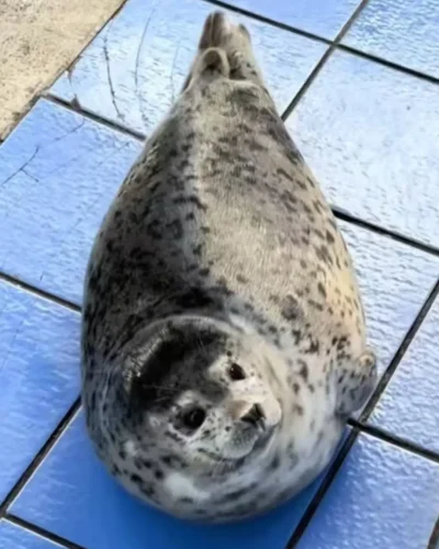 A spotted seal pup is lying on the ground looking at you
