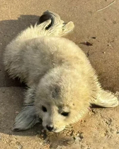 A two-day-old spotted seal pup born in Seal Bay